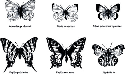 Set of different handdrawing species of butterflies