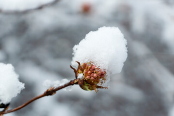 Shrub flowers beginning to bloom in spring, covered with fallen snow.