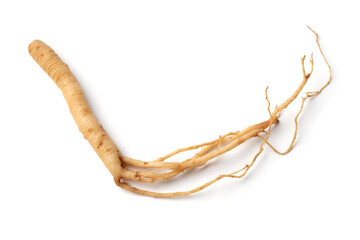Single Ginseng root isolated on white background close up