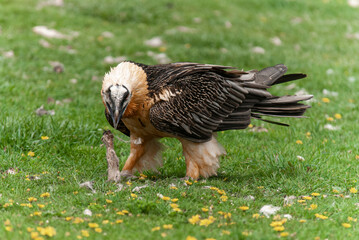 Gypaète barbu,.Gypaetus barbatus, Bearded Vulture