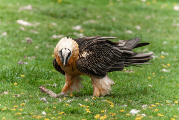 Gypaète barbu,.Gypaetus barbatus, Bearded Vulture