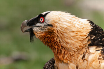 Gypaète barbu,.Gypaetus barbatus, Bearded Vulture