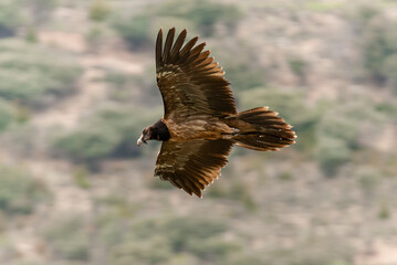 Gypaète barbu,.Gypaetus barbatus, Bearded Vulture