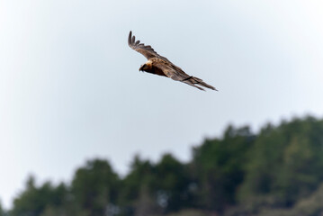 Gypaète barbu,.Gypaetus barbatus, Bearded Vulture