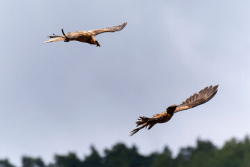 Gypaète barbu,.Gypaetus barbatus, Bearded Vulture