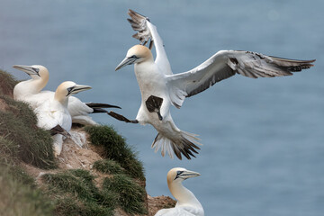 Northern Gannet in flight coming into land
_ Morus bassanus