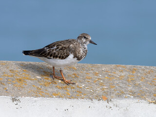 Turnstone