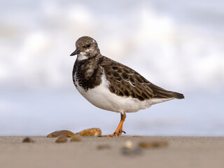 Turnstone