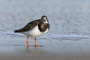 Turnstone