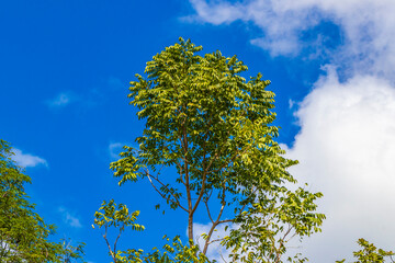 Tropical plants at natural jungle forest Playa del Carmen Mexico.