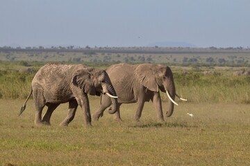 Naklejka na ściany i meble elephants in the savannah