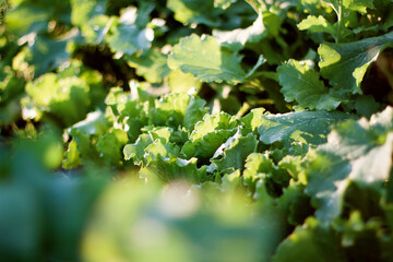 &ouml;kologishes Kopfsalat Beet im Sonnenschein 