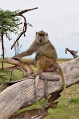 Baboon on the tree