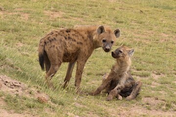 hyena in serengeti national park serengeti