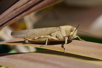 sauterelle