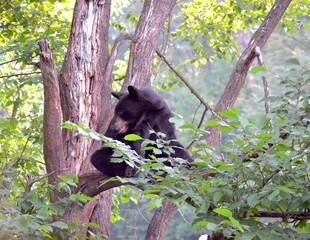 black bear