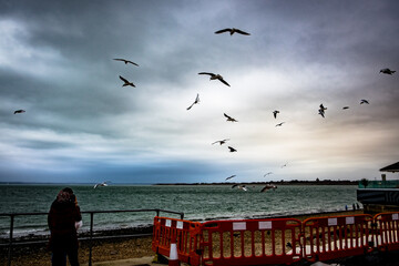 seagulls on the beach