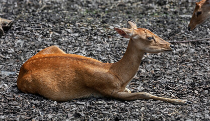 Eld`s deer female. Also known as the thamin or brow-antlered deer. Latin name - Panolia eldii