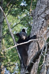 black bear cub © Amy