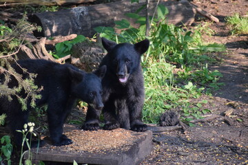 black bear cubs 