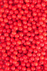 Beeren Roter Holunder