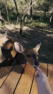 Wild animals in their natural environment