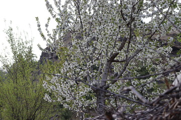 A simple photo of an apple tree , during the month of march .Its flowering season .