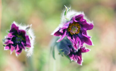 Flowering Pasque Flower Pulsatilla Vulgaris in spring