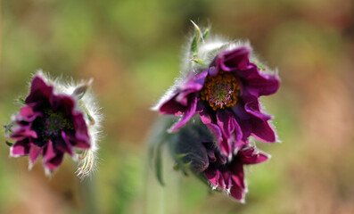 Flowering Pasque Flower Pulsatilla Vulgaris in spring