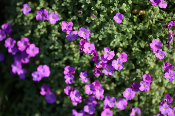 Flowering blue cushion Aubrieta in spring
