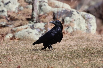 A raven stops to glance behind