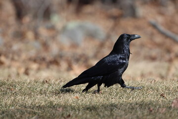 A raven walking in the grass