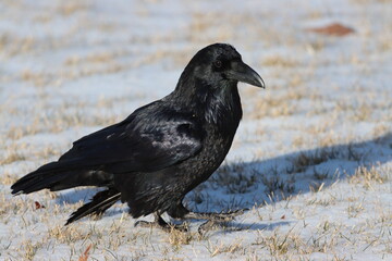 Raven in snowy grass