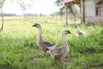 Geese on the farm. Domestic birds outdoors during summer. Rustic theme.