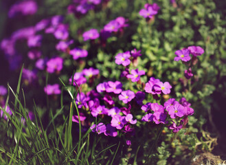 Flowering blue cushion Aubrieta in spring