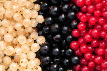 Johannisbeeren