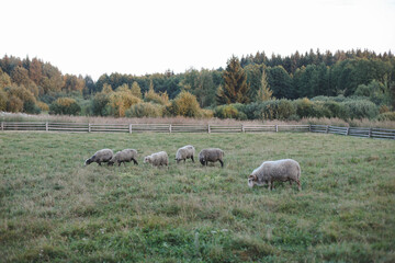 Fototapeta premium Sheeps and goats on a farm. Agriculture, domestic cloven-hoofed animals.
