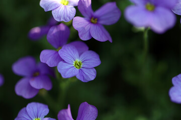 Flowering blue cushion Aubrieta in spring