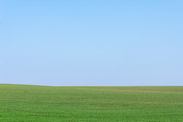 Obraz premium Green field with blue sky as background.