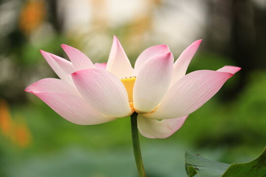 Lotus flowers blooming in the natural garden