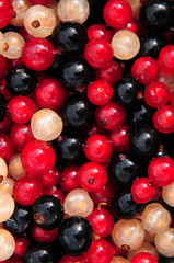 Johannisbeeren