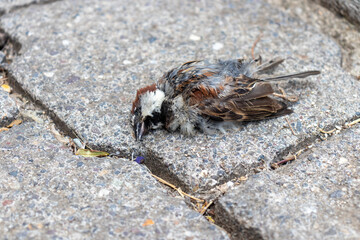 dead sparrow bird on the road, rufous collared sparrow or Andean sparrow (Zonotrichia capensis) 