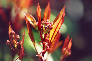 Photinia on a garden fence