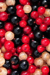Johannisbeeren