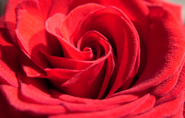 detail of red rose bud in the sun, so close you can follow the eddy