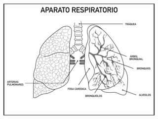 School scheme of the respiratory system, lungs, on a white background
