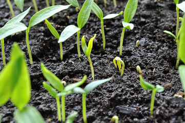 
close-up of young growing pepper seedlings in the greenhouse
