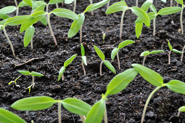 close-up of young growing tomato seedlings in the greenhouse