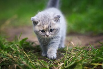 Naklejka na ściany i meble kitten on the grass