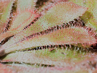 Macro of a Sticky carnivorous plant named Drosera aliciae (Sundew). Red dots of glue known as mucilage.